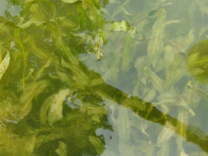 沉水植物马来眼子菜